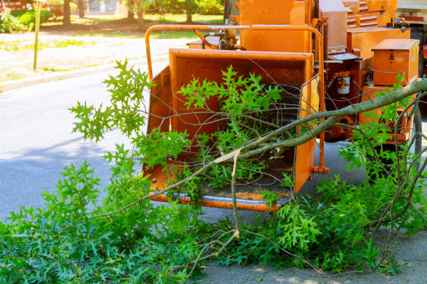 Tree Removal for Businesses in San Miguel, CA